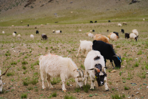 Where to Buy Authentic Changthangi Wool Products in Japan?