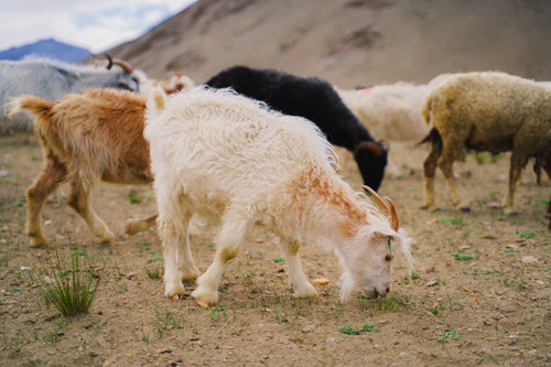 Where Can You Buy Changthangi Goat Wool Products Online in India?