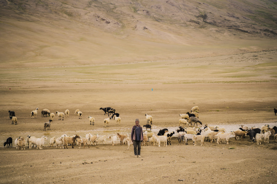 Where Can You Buy Changthangi Goat Wool Products Online in the USA?