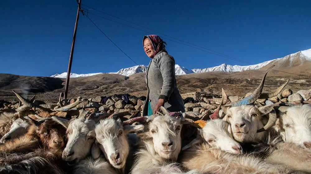 Changthangi Goat Wool: Know Everything About the Fibre Behind Authentic Pashmina
