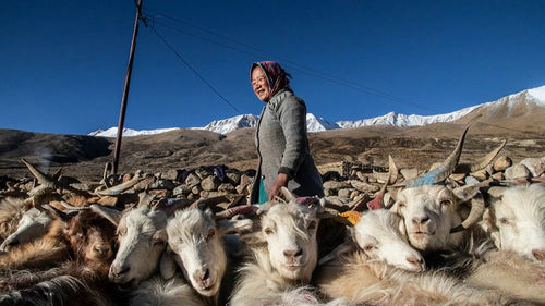 Changthangi Goat Wool: Know Everything About the Fibre Behind Authentic Pashmina