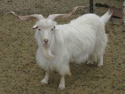 Where Can You Buy Changthangi Goat Wool Products Online in the UAE?